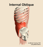 The internal oblique muscle of the abdomen - orientation 1