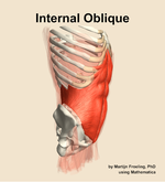 The internal oblique muscle of the abdomen - orientation 10
