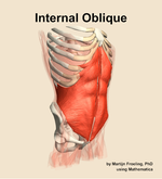 The internal oblique muscle of the abdomen - orientation 11