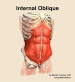 The internal oblique muscle of the abdomen - orientation 12
