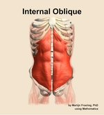 The internal oblique muscle of the abdomen - orientation 13