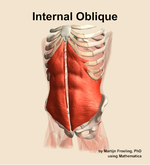 The internal oblique muscle of the abdomen - orientation 14