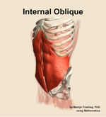 The internal oblique muscle of the abdomen - orientation 15