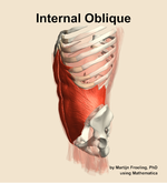 The internal oblique muscle of the abdomen - orientation 16