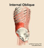 The internal oblique muscle of the abdomen - orientation 2