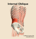 The internal oblique muscle of the abdomen - orientation 3