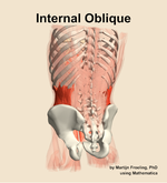The internal oblique muscle of the abdomen - orientation 4