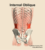 The internal oblique muscle of the abdomen - orientation 5