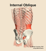 The internal oblique muscle of the abdomen - orientation 6
