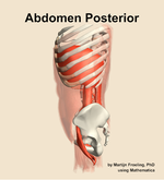 Muscles of the posterior compartment of the abdomen - orientation 1