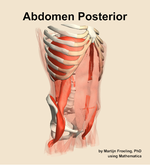 Muscles of the posterior compartment of the abdomen - orientation 11