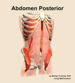 Muscles of the posterior compartment of the abdomen - orientation 12
