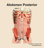 Muscles of the posterior compartment of the abdomen - orientation 13