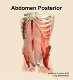 Muscles of the posterior compartment of the abdomen - orientation 14