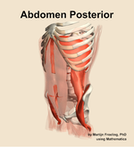 Muscles of the posterior compartment of the abdomen - orientation 15