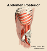 Muscles of the posterior compartment of the abdomen - orientation 16