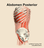 Muscles of the posterior compartment of the abdomen - orientation 2