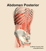 Muscles of the posterior compartment of the abdomen - orientation 3