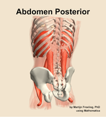 Muscles of the posterior compartment of the abdomen - orientation 4