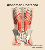 Muscles of the posterior compartment of the abdomen - orientation 5