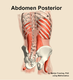 Muscles of the posterior compartment of the abdomen - orientation 6