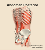 Muscles of the posterior compartment of the abdomen - orientation 7