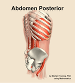 Muscles of the posterior compartment of the abdomen - orientation 8