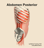 Muscles of the posterior compartment of the abdomen - orientation 9