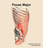 The psoas major muscle of the abdomen - orientation 10