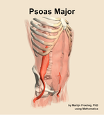 The psoas major muscle of the abdomen - orientation 11
