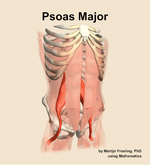 The psoas major muscle of the abdomen - orientation 12