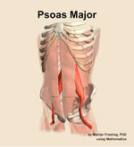 The psoas major muscle of the abdomen - orientation 14