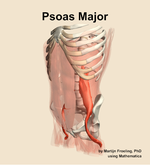 The psoas major muscle of the abdomen - orientation 15