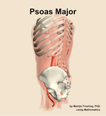 The psoas major muscle of the abdomen - orientation 2