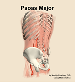 The psoas major muscle of the abdomen - orientation 3