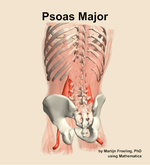 The psoas major muscle of the abdomen - orientation 4