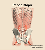 The psoas major muscle of the abdomen - orientation 5