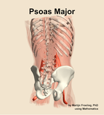 The psoas major muscle of the abdomen - orientation 6