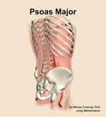 The psoas major muscle of the abdomen - orientation 7