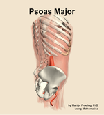 The psoas major muscle of the abdomen - orientation 8