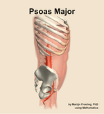 The psoas major muscle of the abdomen - orientation 9