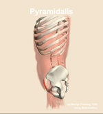 The pyramidalis muscle of the abdomen - orientation 1