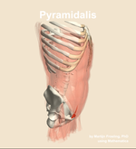 The pyramidalis muscle of the abdomen - orientation 10
