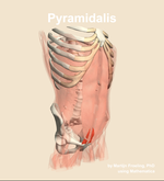 The pyramidalis muscle of the abdomen - orientation 11