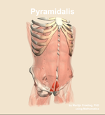 The pyramidalis muscle of the abdomen - orientation 12