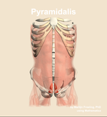 The pyramidalis muscle of the abdomen - orientation 13