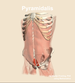 The pyramidalis muscle of the abdomen - orientation 14