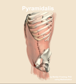 The pyramidalis muscle of the abdomen - orientation 16
