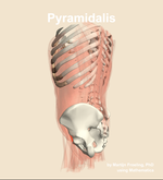 The pyramidalis muscle of the abdomen - orientation 2