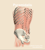 The pyramidalis muscle of the abdomen - orientation 3